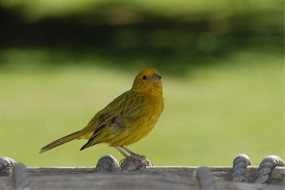 美丽金丝雀图片